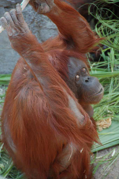oragutan